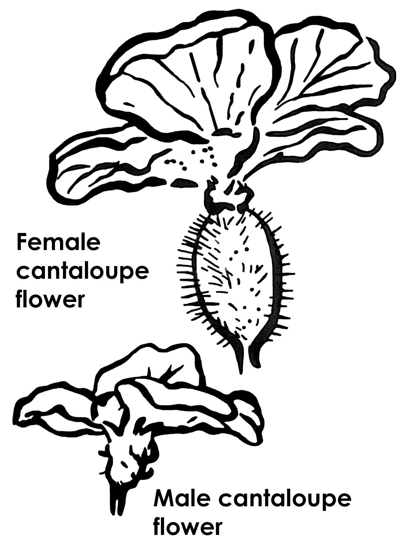 Female and male canteloupe flowers